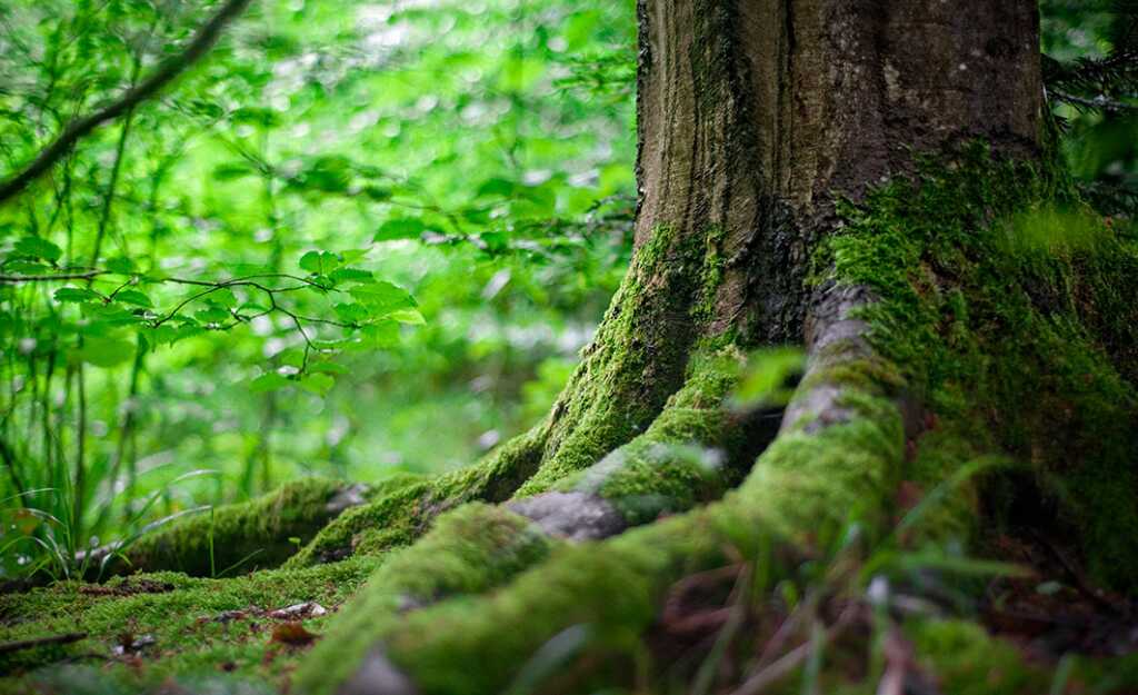 Cómo reconocer cada tipo de madera y árbol de LAS 20 MADERAS MÁS POPULARES  EN ARGENTINA - AyC